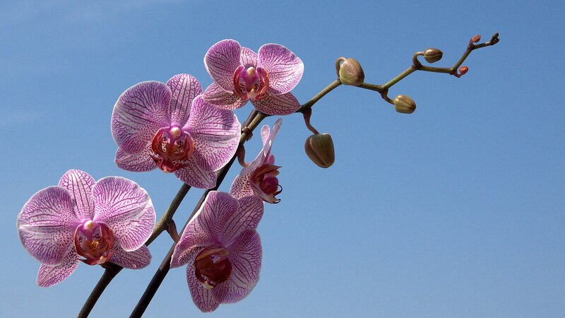 Purple orchid against blue sky
