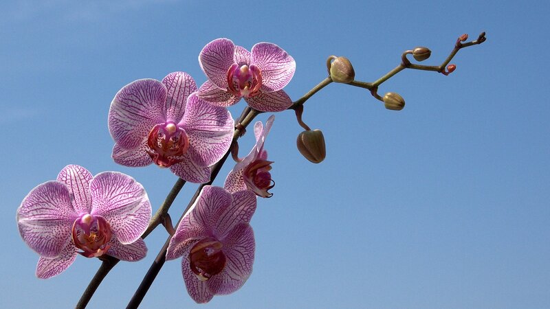 Purple orchid against blue sky