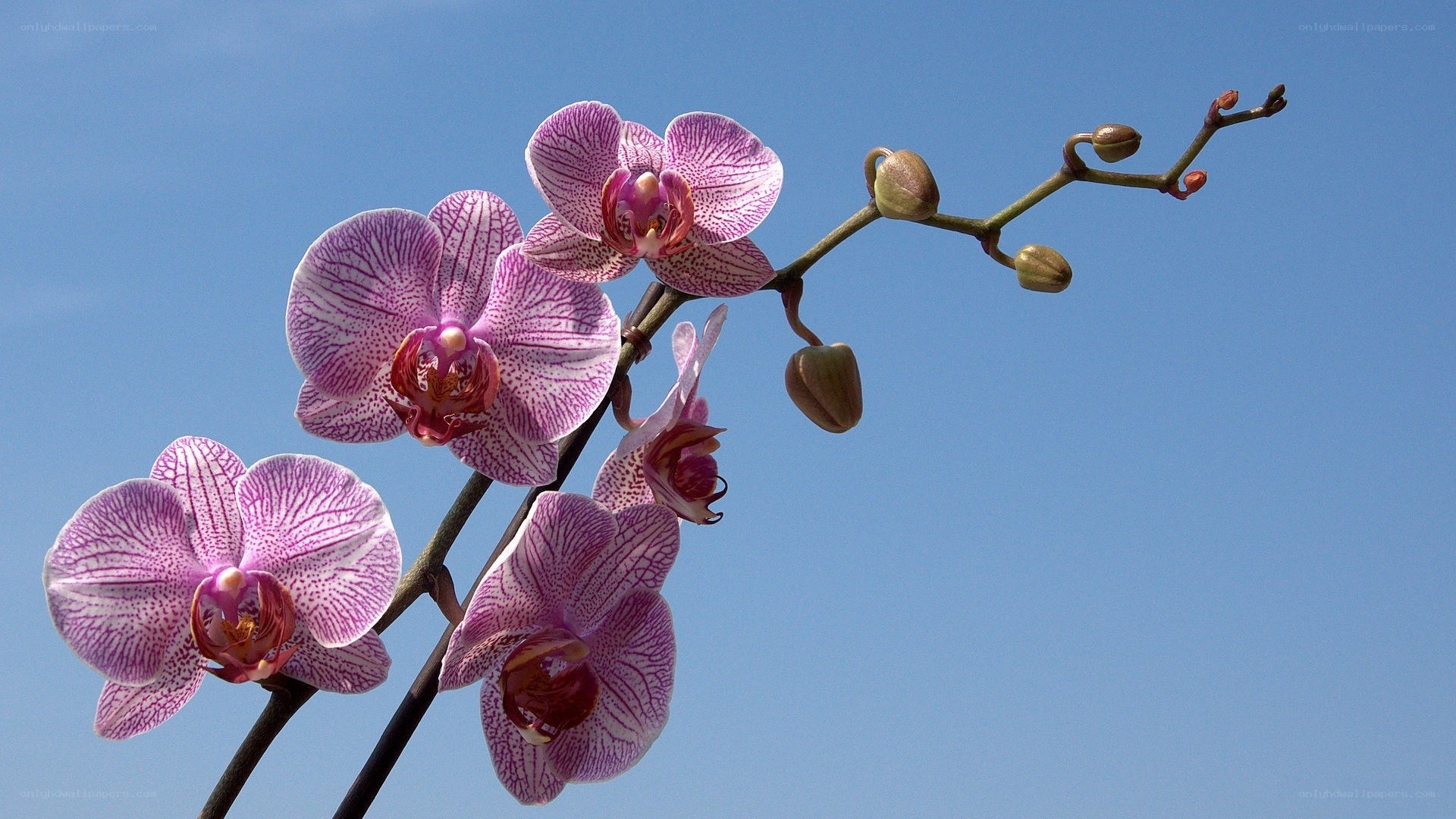 Purple orchid against blue sky