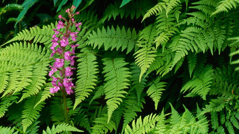 purple orchid among ferns
