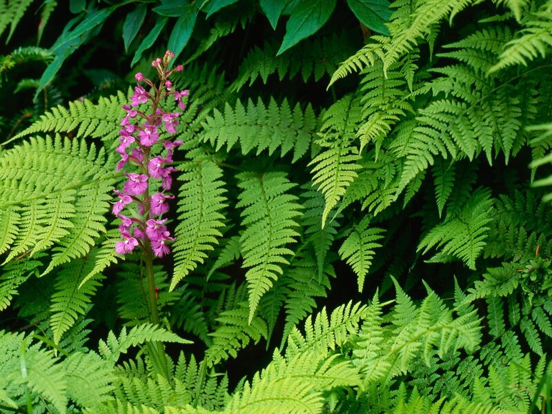 purple orchid among ferns