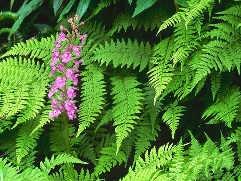 purple orchid among ferns