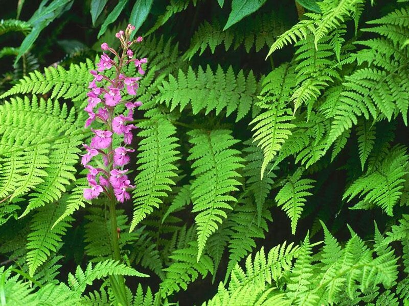 purple orchid among ferns