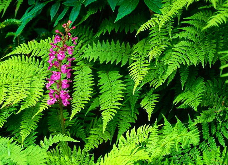 Purple Orchid Among Ferns — Green