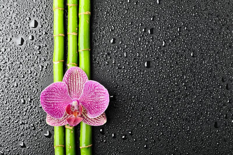 Purple Orchid and Bamboo — Black, Serene, Photograph