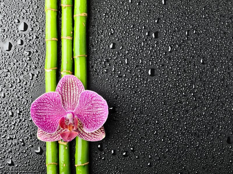 Purple Orchid and Bamboo — Black