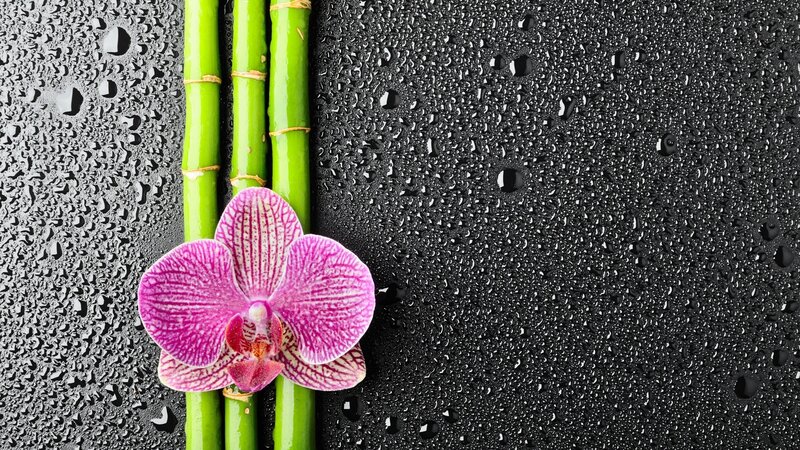 Purple Orchid and Bamboo