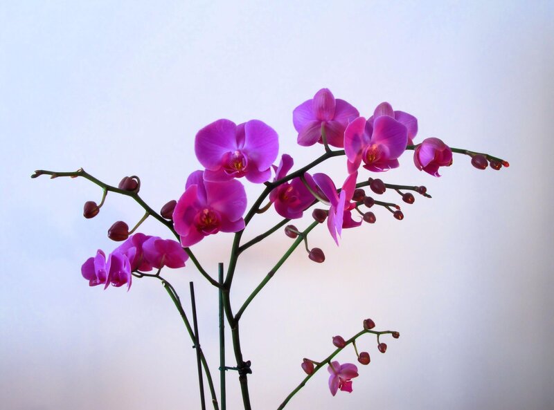 Purple orchid blooms