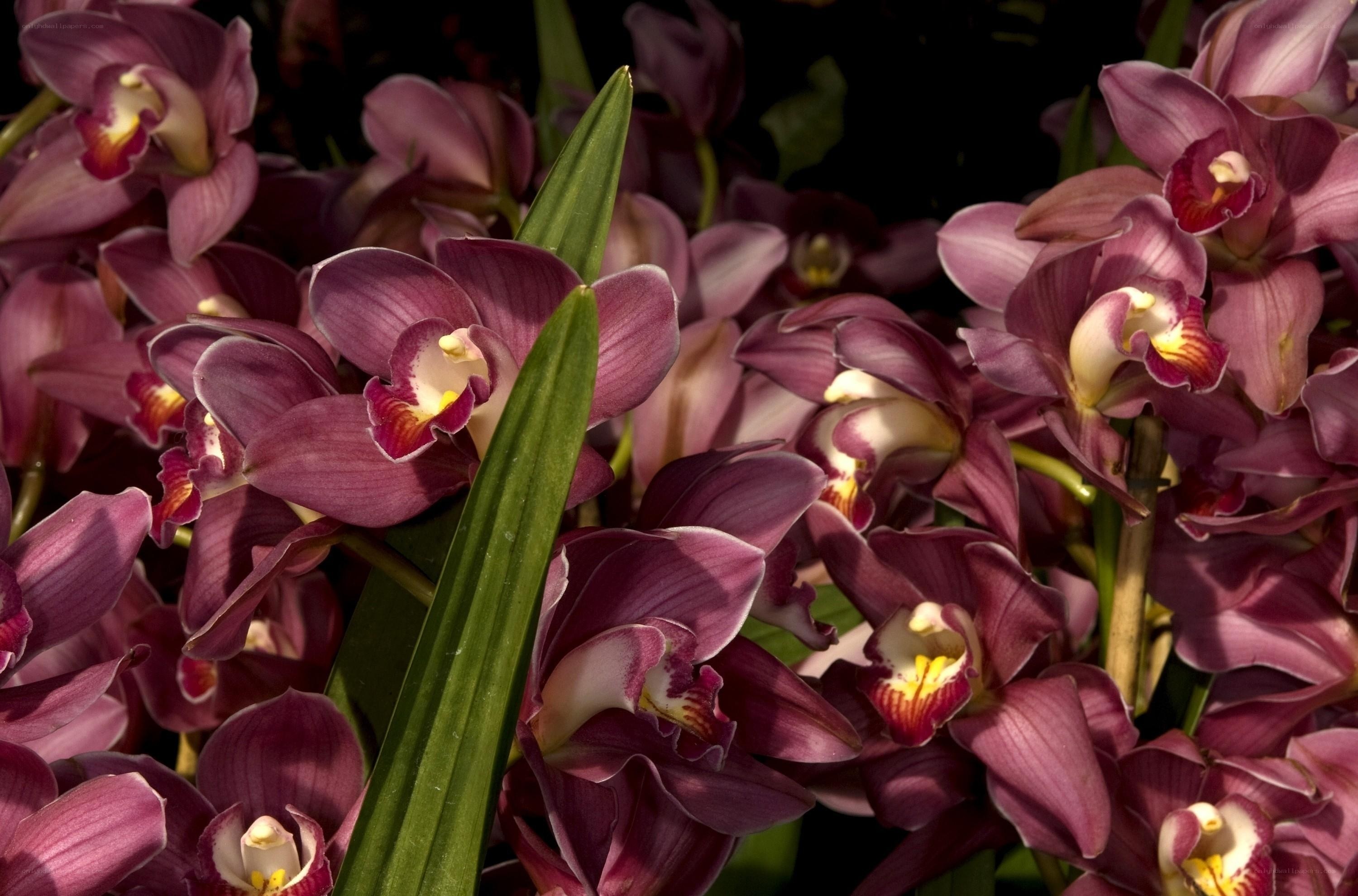 Purple orchid blooms