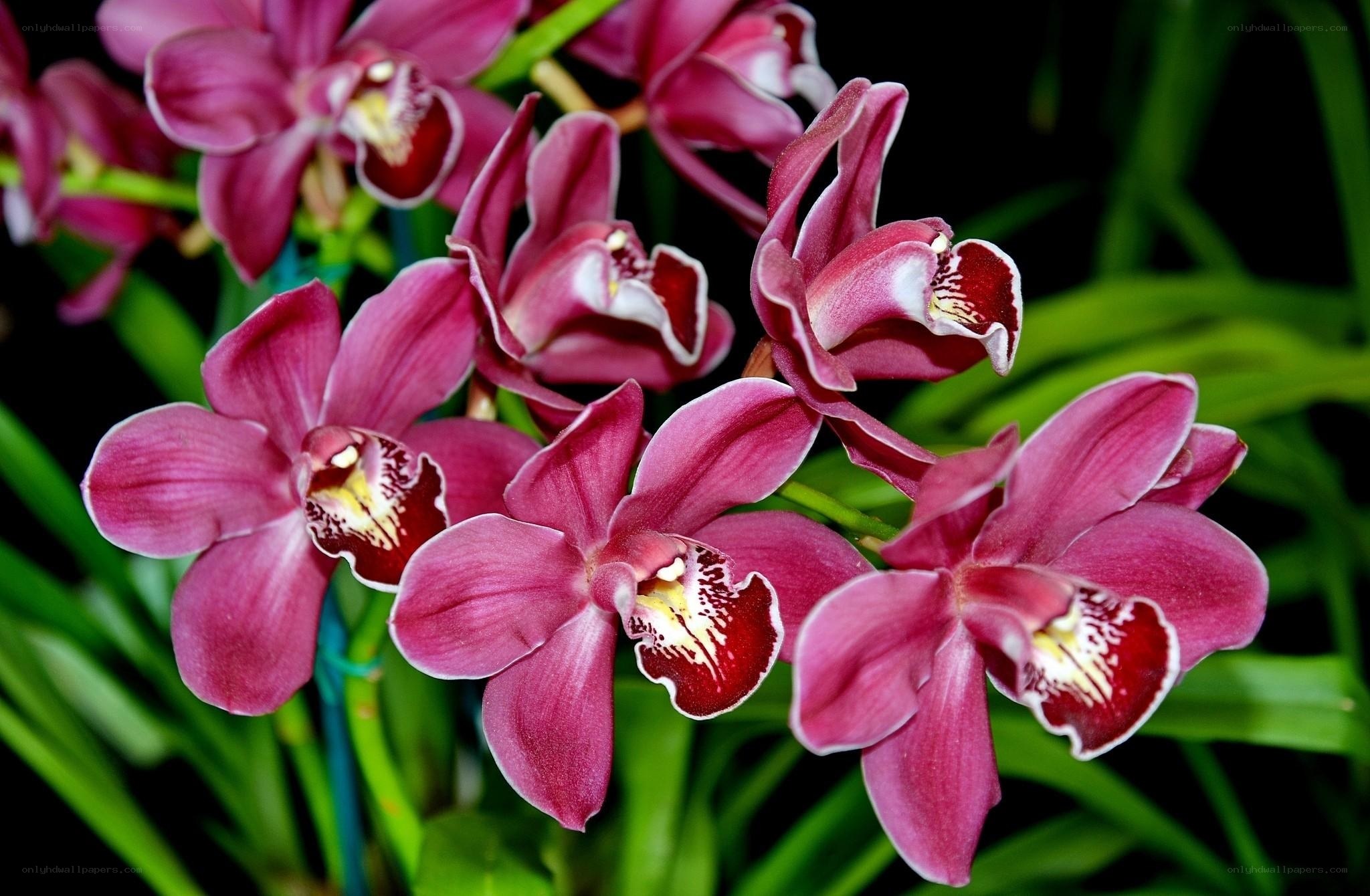 Purple orchid blooms
