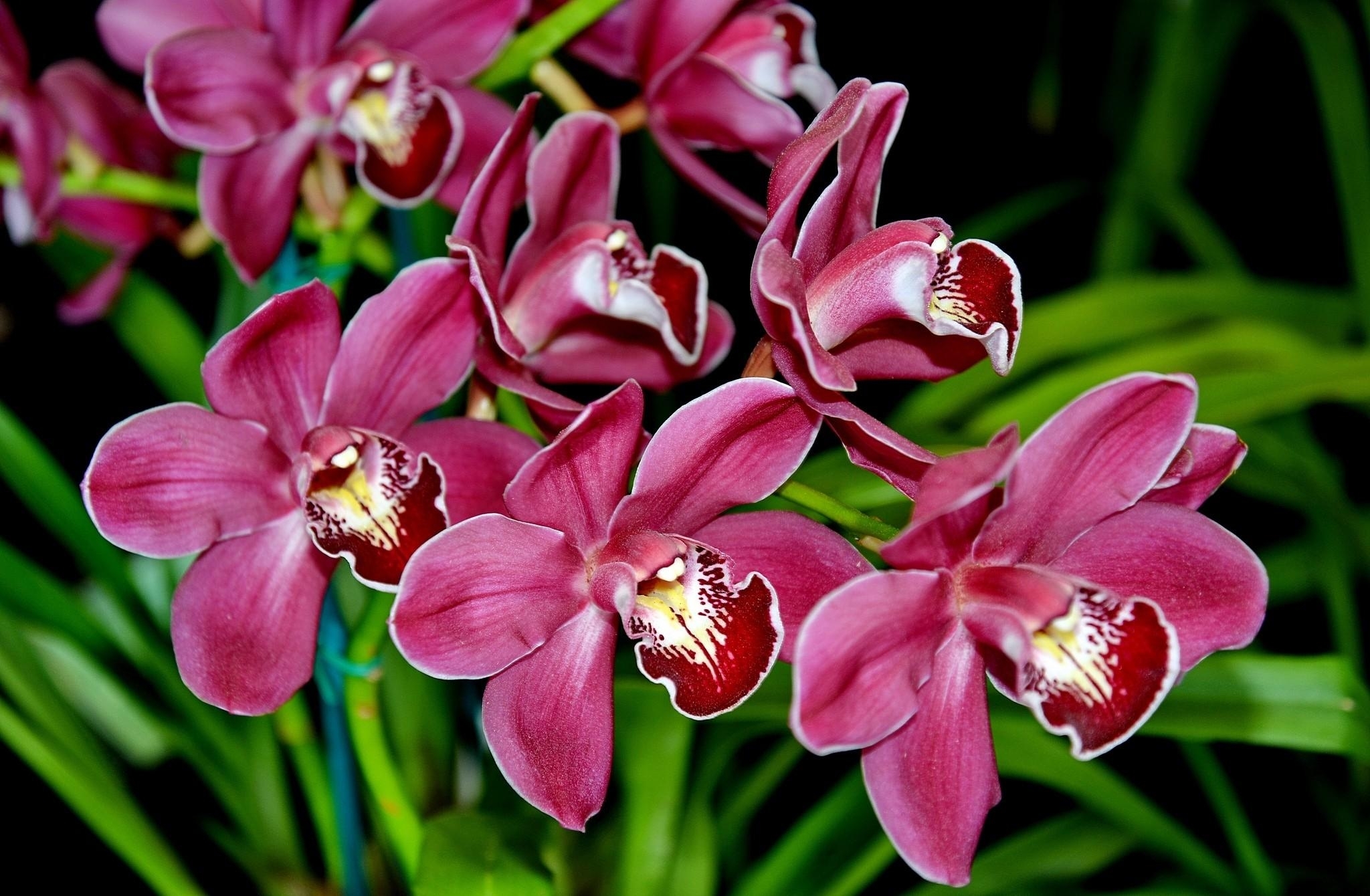 Purple orchid blooms