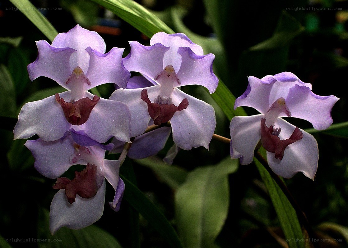 purple orchid blooms