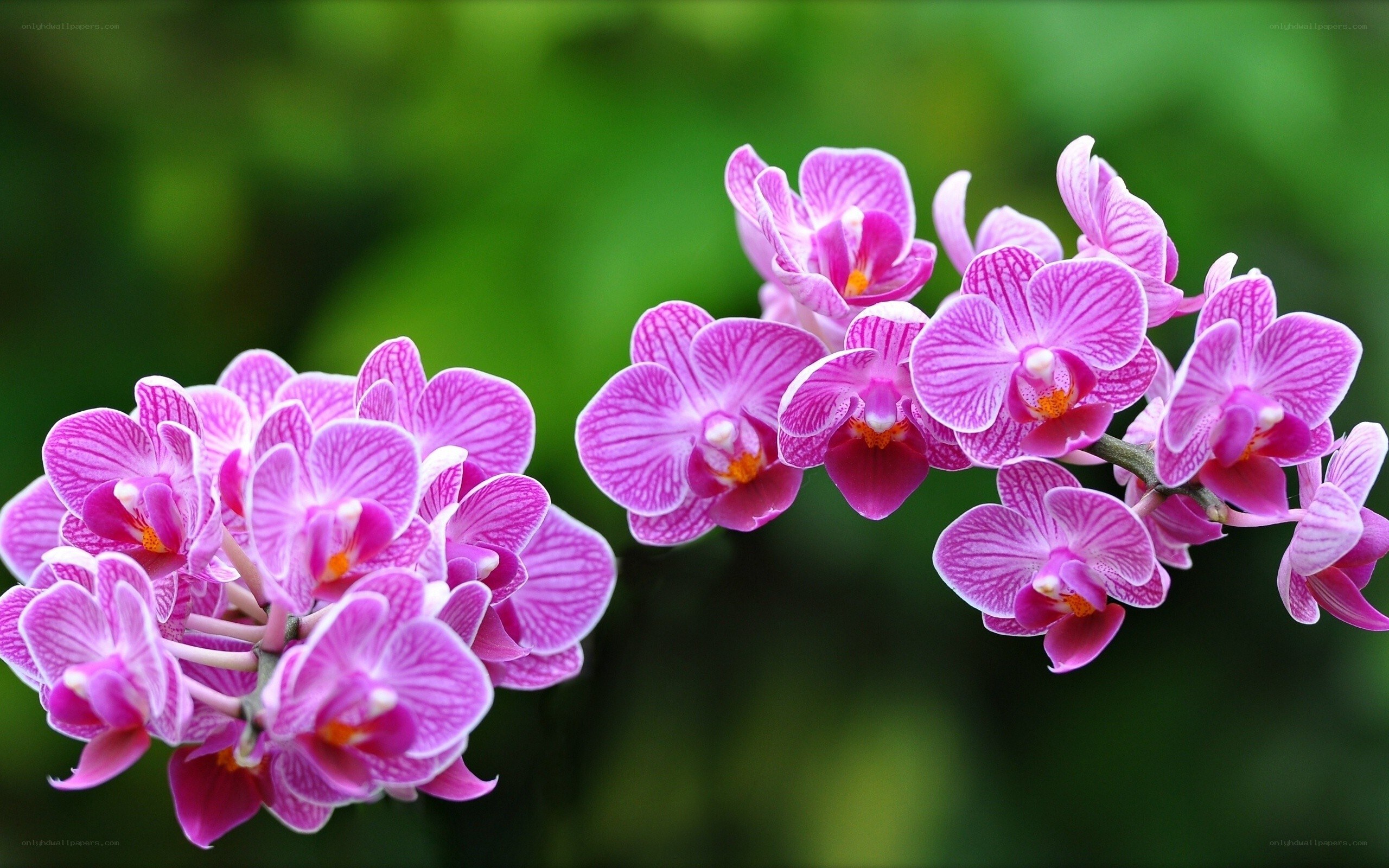 purple orchid blooms