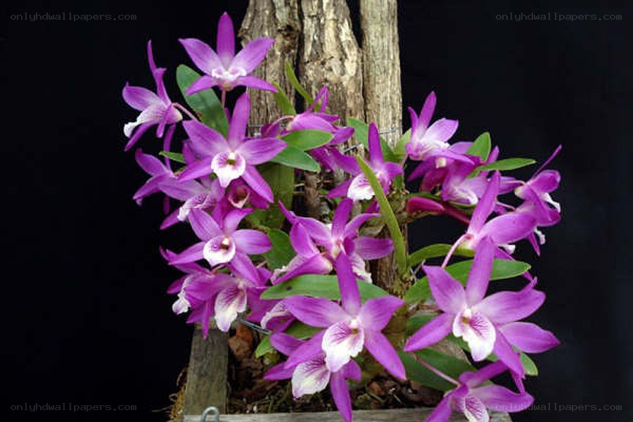 purple orchid blooms