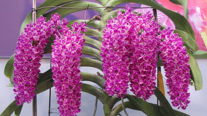 Purple Orchid Blooms — Calm