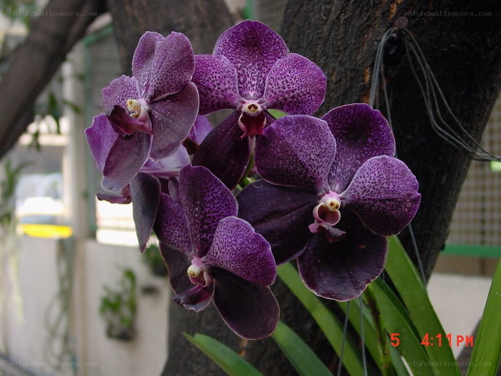 Purple orchid blooms on tree
