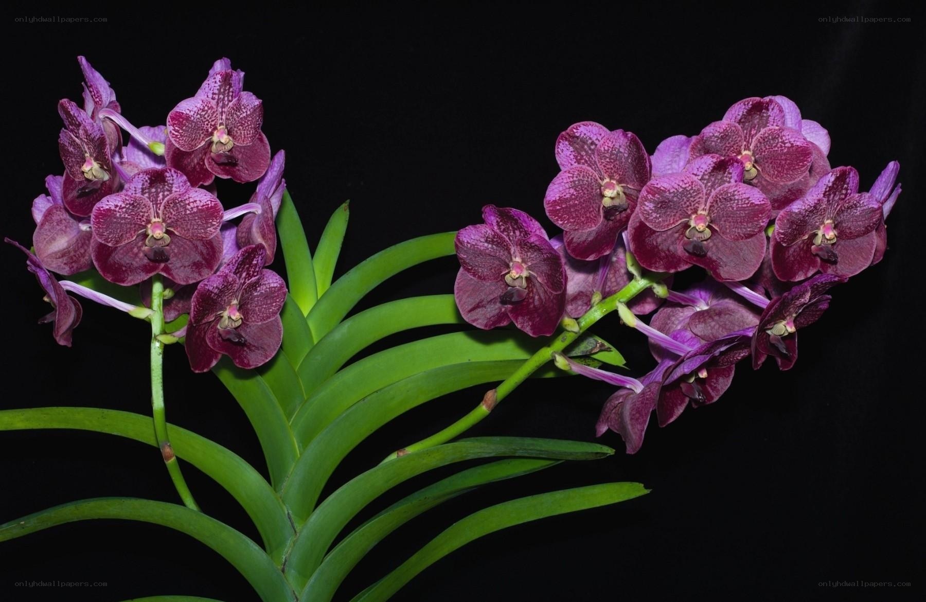 Purple orchid blooms