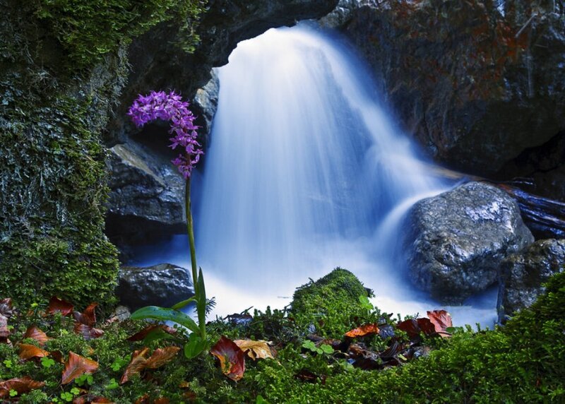 Purple Orchid by Waterfall