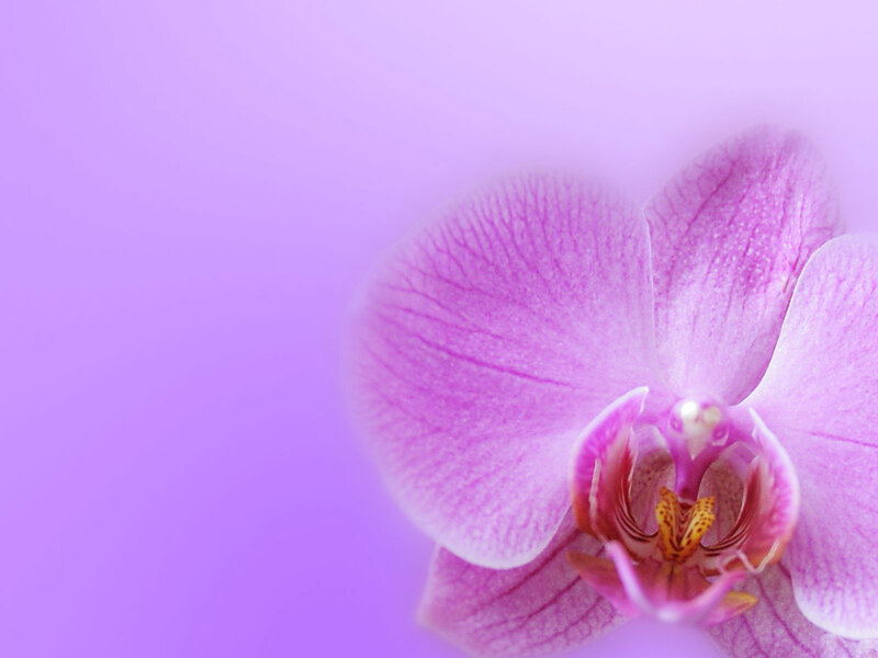purple orchid close-up