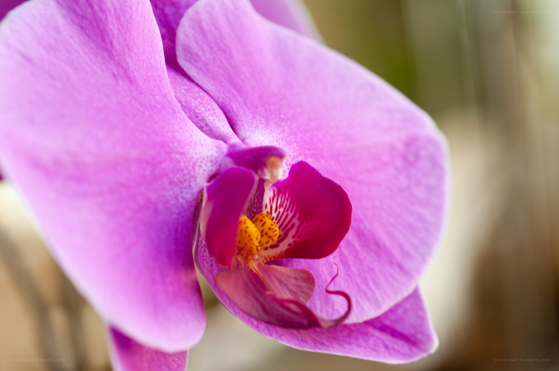 purple orchid close-up