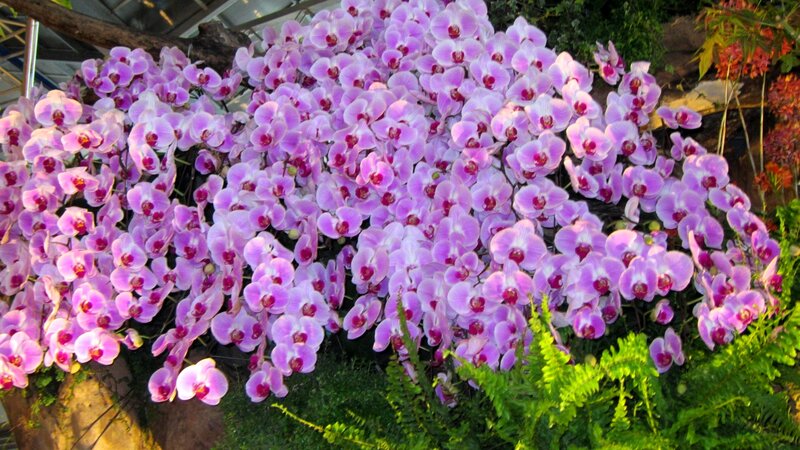 Purple Orchid Display