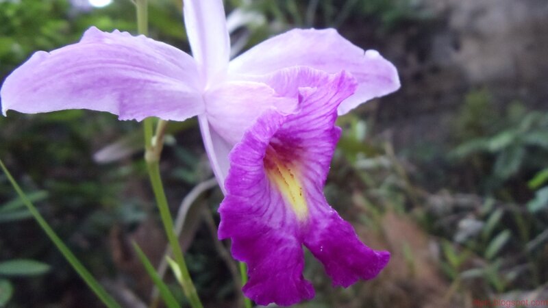 purple orchid flower