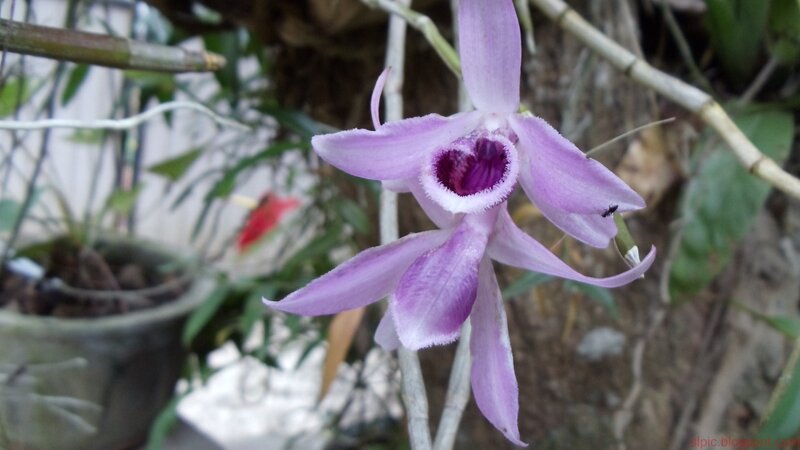 purple orchid flower