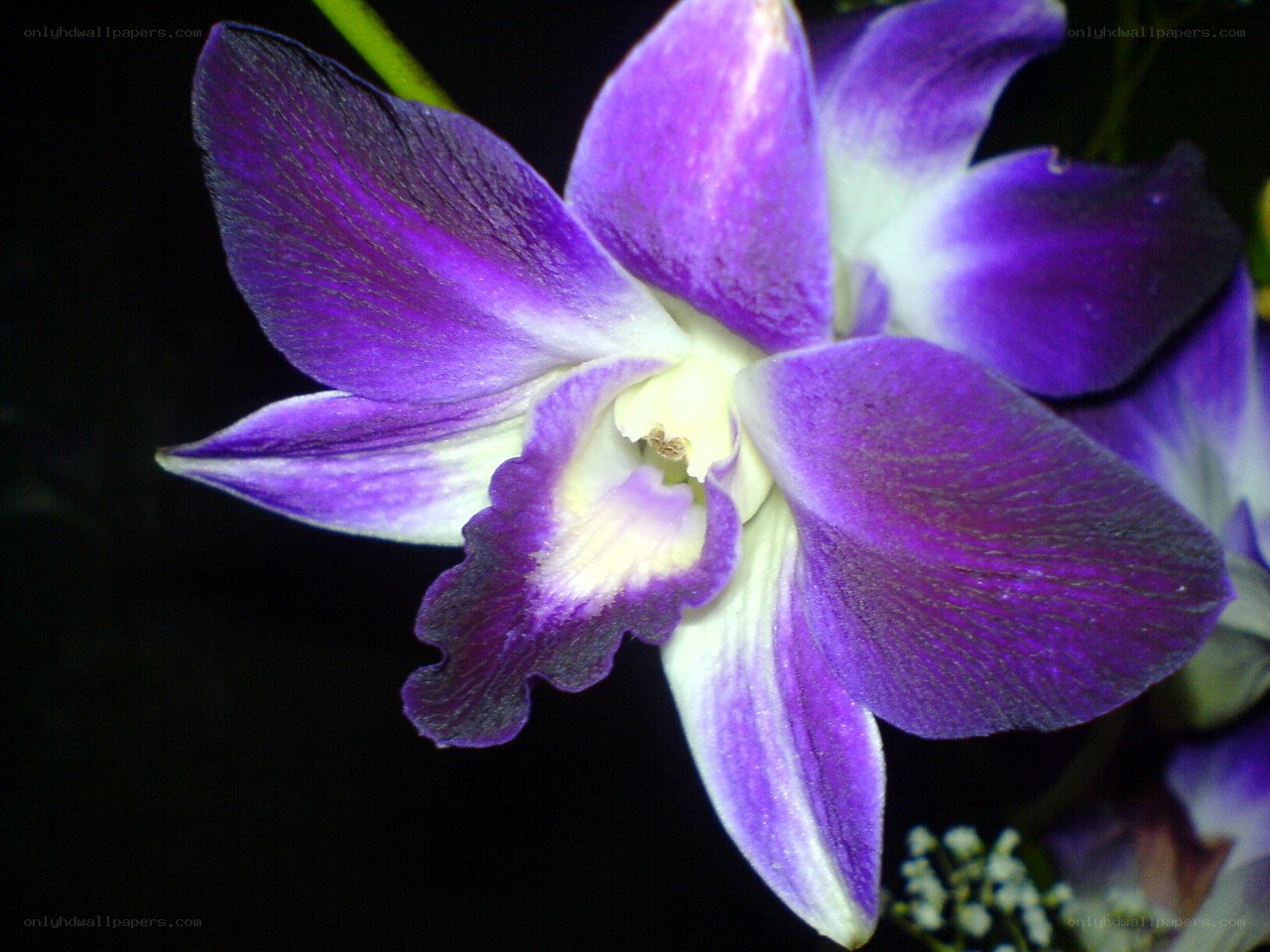 purple orchid flower