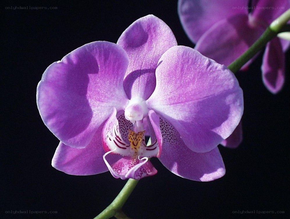 purple orchid flower