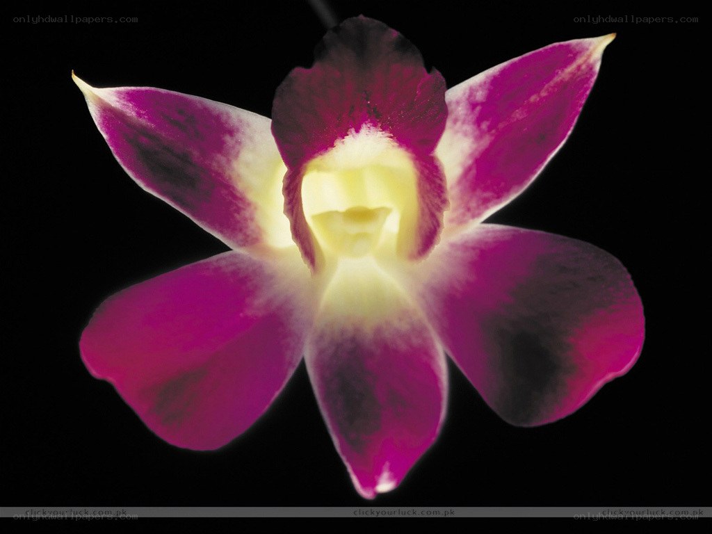 purple orchid flower