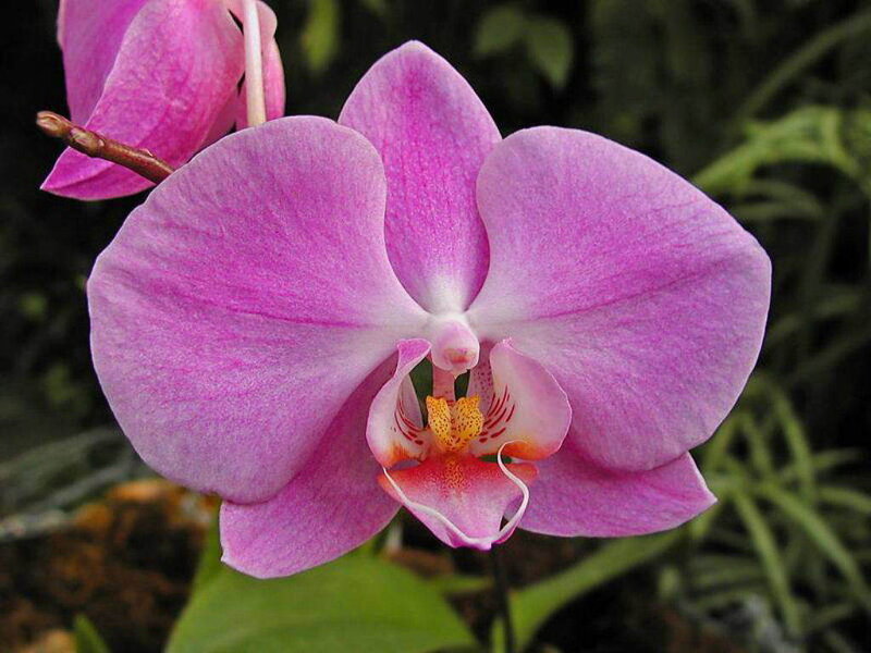 purple orchid flower