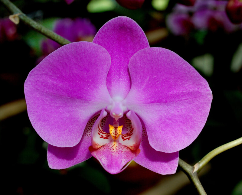 purple orchid flower