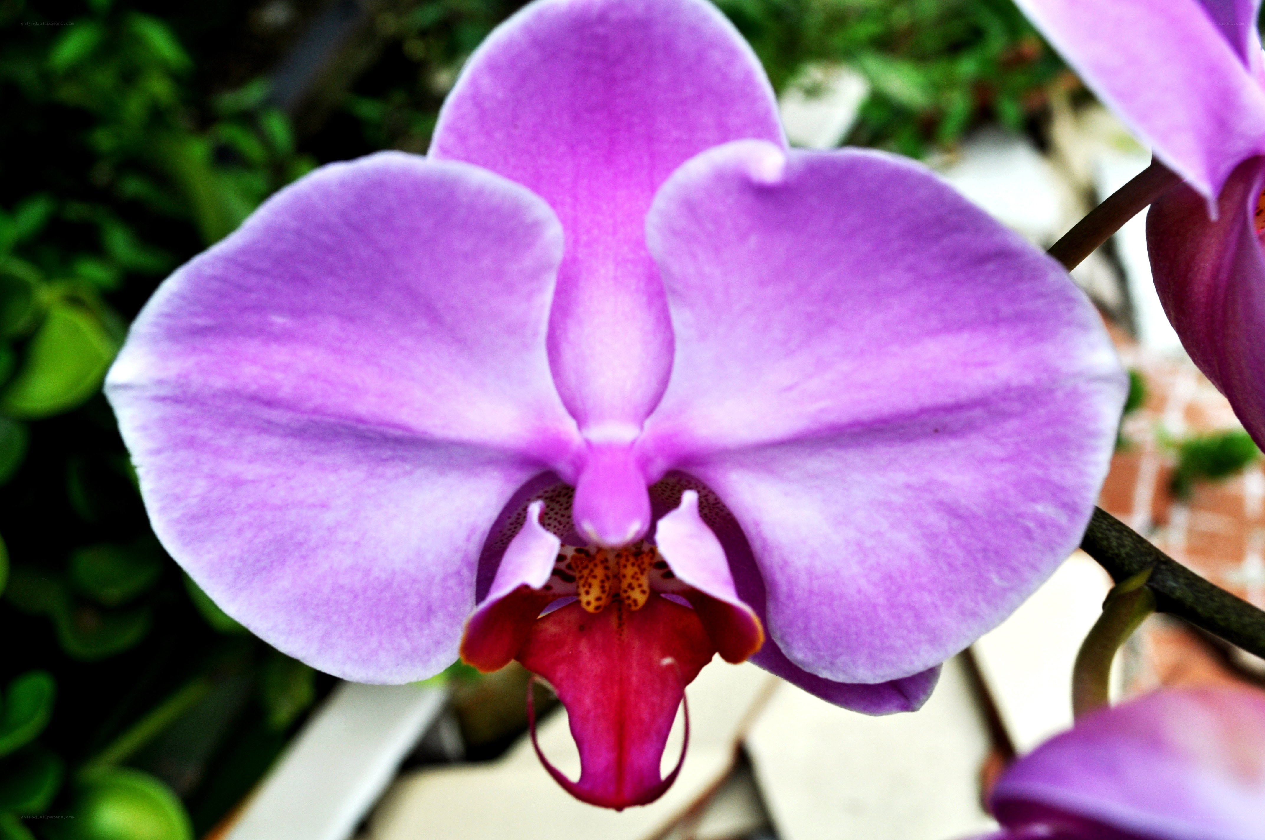 purple orchid flower