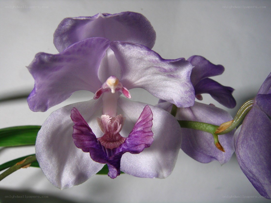 purple orchid flower