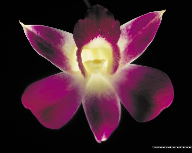 purple orchid flower