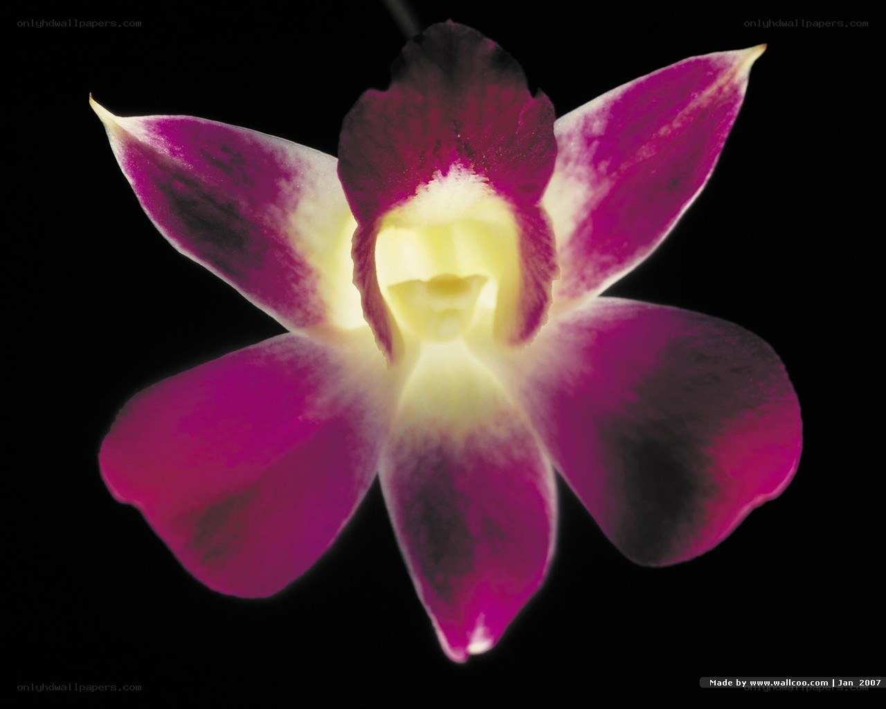 purple orchid flower