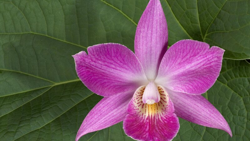 purple orchid flower