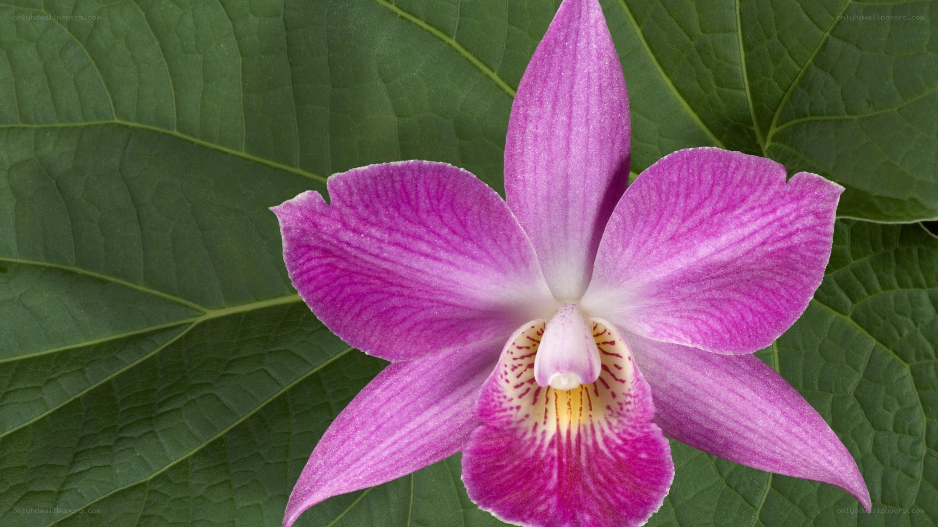 purple orchid flower