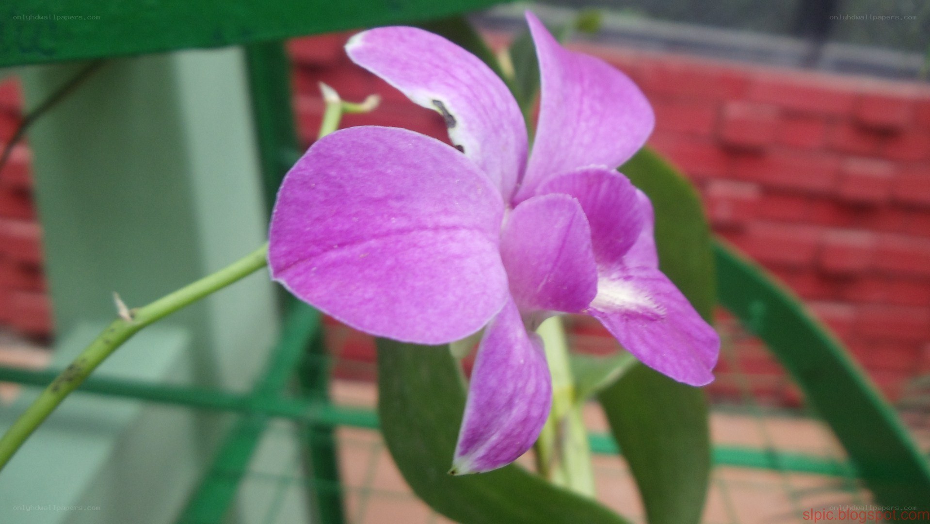 purple orchid flower