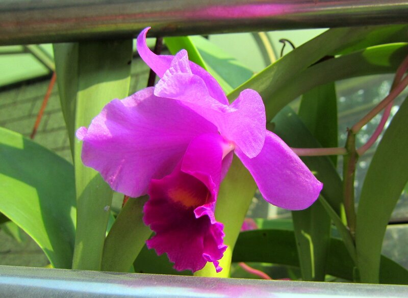 Purple Orchid Flower — Calm, Afternoon