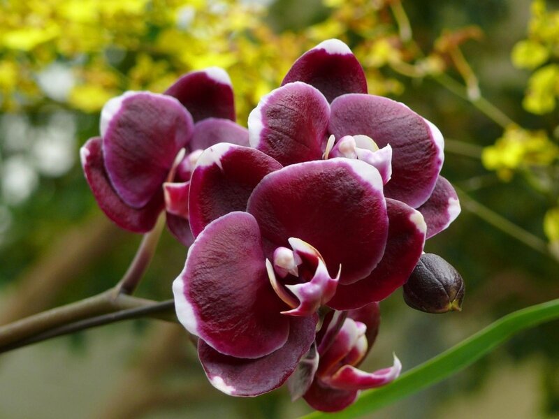 Purple Orchid Flower — Calm, Photograph, Bud