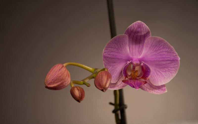 Purple Orchid Flower — Calm, Photograph, Buds