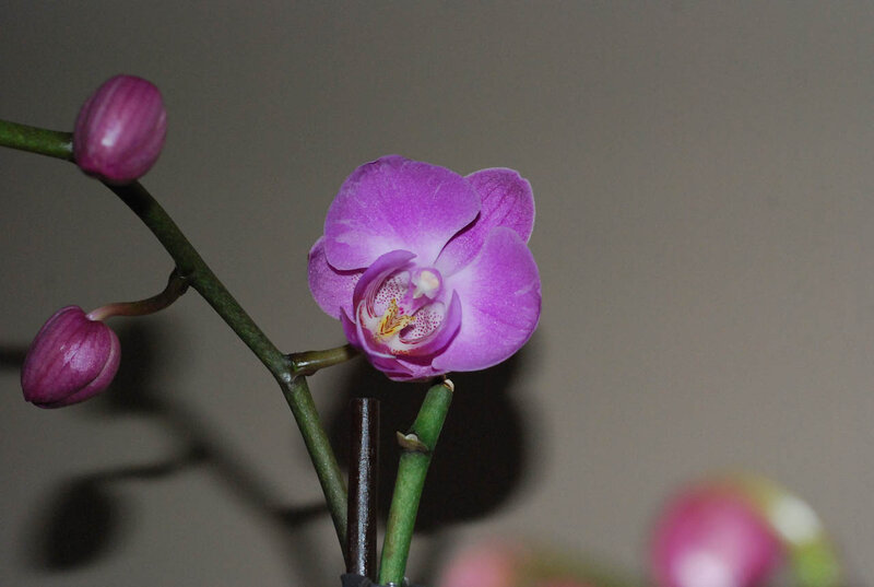 Purple Orchid Flower — Calm, Photograph, Flower Bud