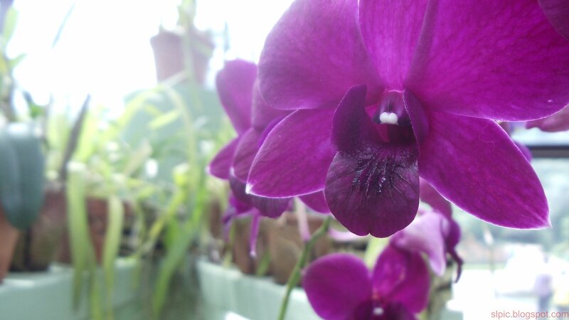 Purple Orchid Flower — Calm, Photograph, Green Leaves, Pot, Green