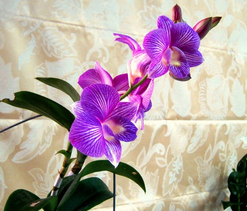 Purple Orchid Flower — Calm, Photograph, Green Leaves