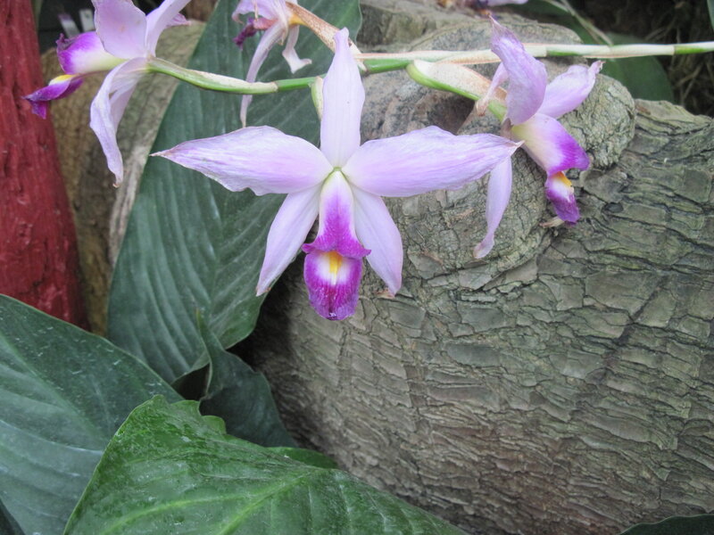Purple Orchid Flower — Calm, Photograph, Green Leaves, Tree Bark