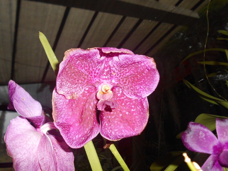 Purple Orchid Flower — Calm, Photograph, Leaf