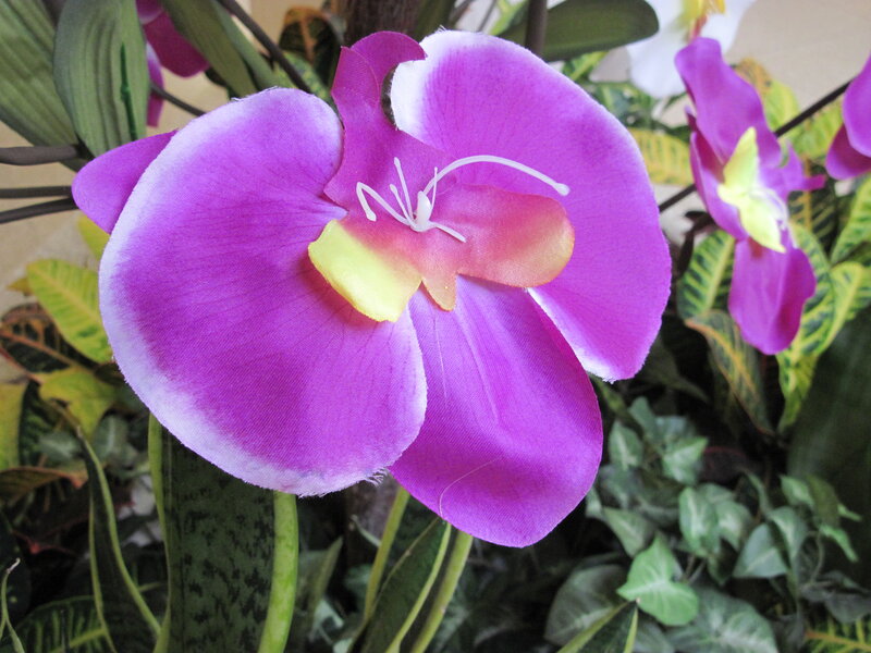 Purple Orchid Flower — Calm, Photograph, Leaves