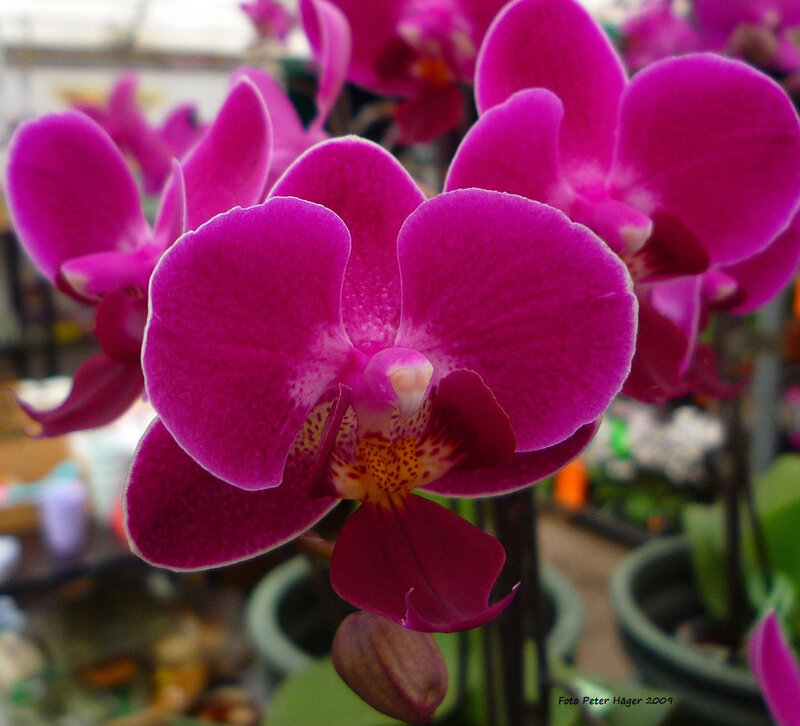 Purple Orchid Flower — Calm, Photograph, Pot