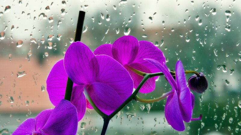 Purple Orchid Flower — Calm, Photograph, Raindrops